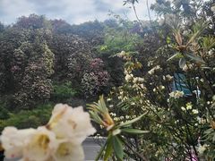 -贵州百里杜鹃风景名胜区