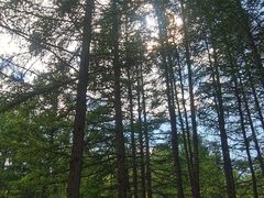 -塞罕坝国家级自然保护区