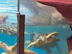 -海合安武汉极地海洋公园