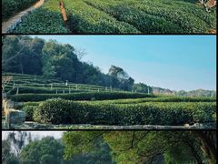 -中国茶叶博物馆(双峰馆区)