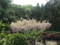 -泰山风景名胜区-普照寺