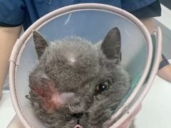 -东莞宠友24H宠物中心医院·转诊夜诊·异宠(新河北路院)