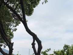 -树山生态村