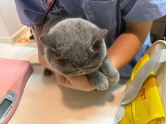 -御宝贝·A梦猫科宠物医院(国际猫友好医院)