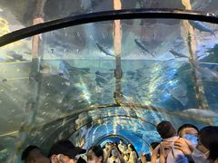 -太平洋海底世界