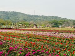 -丹樱生态园