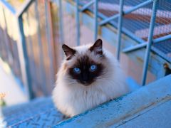 -喵屿·大理花园猫咖