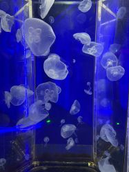 -未来动物城动物主题公园(大悦城店)