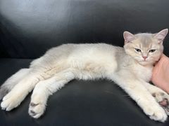 -爱诺耐芙动物医院(万博店)