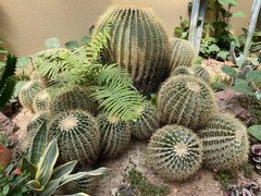 -正佳雨林生态植物园