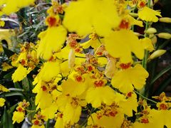 -三圣花乡旅游区