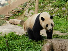 -中国大熊猫保护研究中心雅安碧峰峡基地