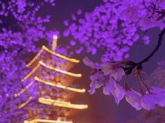 -东湖磨山景区樱花园-停车场