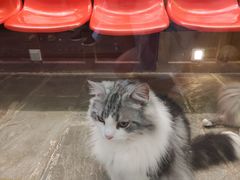 -猫咪博物馆(顶澳仔猫街店)