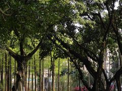 -晓港公园