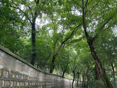 -上海佘山国家森林公园天马山园