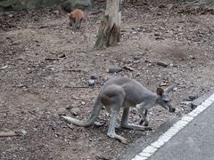 -清迈夜间动物园