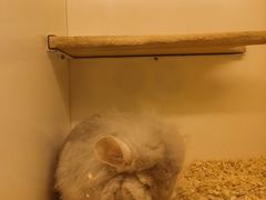 -龙猫仔乐园(惠福东路店)