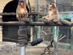 -西安秦岭野生动物园