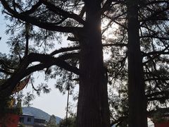 -雪峰寺