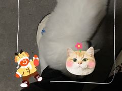 -瑞鹏宠物医院·骨科·猫科·内科(第一中心)