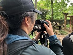 -都江堰中华大熊猫苑