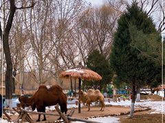 -北京野生动物园