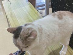 -藏猫猫咖啡主题馆(中央大道店)