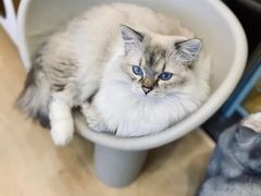 -有喵·猫咖·狗咖·30几只猫10只小狗(岗厦店)