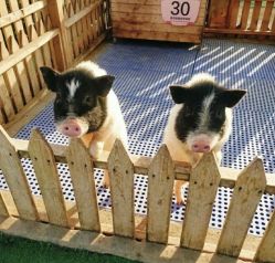 -萌宠亲子动物乐园(槐房万达店)