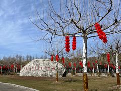 -上海海湾国家森林公园