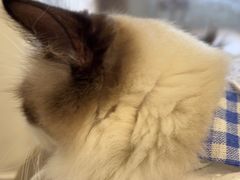 -楼上猫咖(罗湖店)