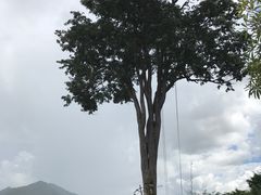 -大树秋千