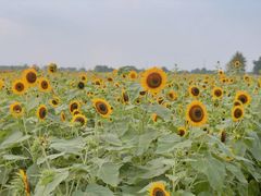 -中国天府农业博览园