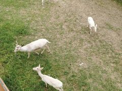 -祥源·阜阳生态乐园