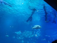 -烟台海昌鲸鲨海洋公园