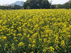-田园东方蜜桃村的田野营地