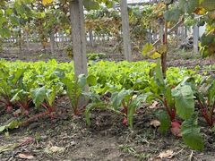 -马陆小张葡萄园农家乐