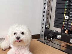 -帕帕拉兹宠物(亚洲旗舰店)