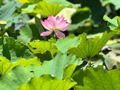 -长兴太湖图影湿地文化园