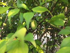 -白塘生态植物园