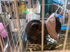 -雨林宠物医院 非犬猫异宠专科