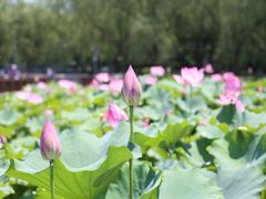 -莲花池公园