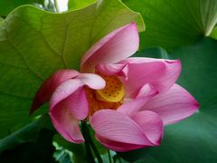 -陈家山荷花公园