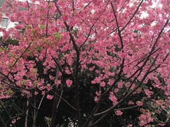 -田园小观园(武大店)