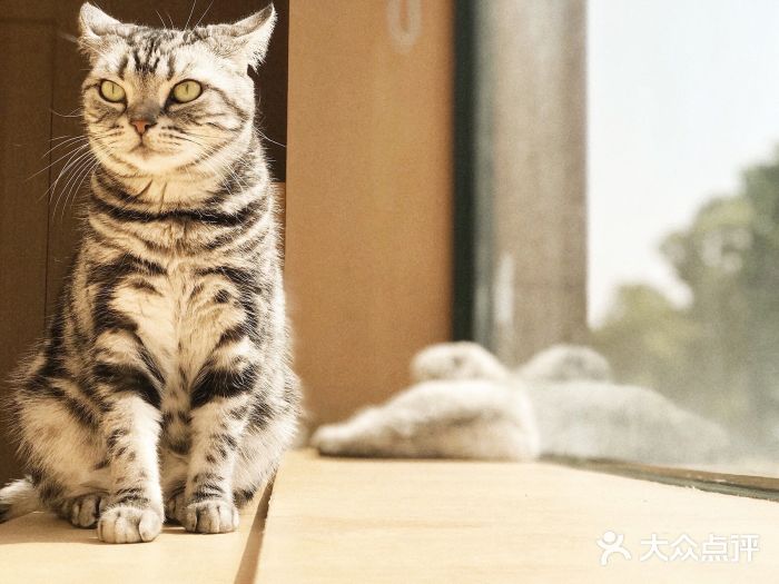 CAT’S MEWSTAR CAFE·喵星球猫屋(晴湾咖啡店)小可爱图片