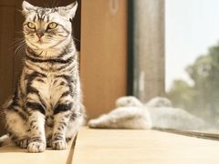 小可爱-CAT’S MEWSTAR CAFE·喵星球猫屋(晴湾咖啡店)