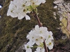 -青枫公园