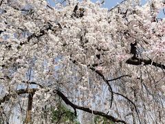 -西安青龙寺遗址景区
