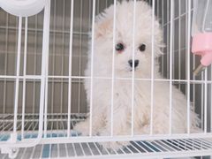 -翊宠yipet猫狗购宠庄园犬舍•猫舍